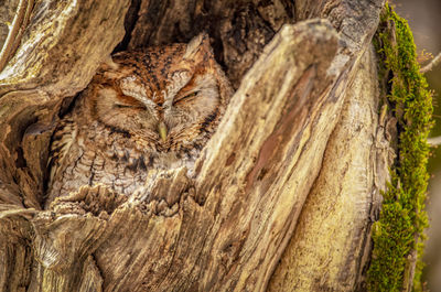 Close-up of a tree trunk