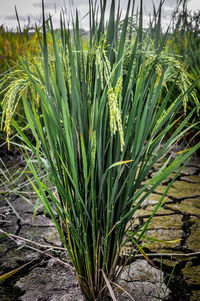 Close-up of crops growing on field
