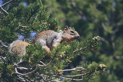 Close-up of squirrel on tree