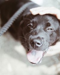 Close-up portrait of dog