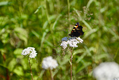 Close-up of butterfly pollinating on flower