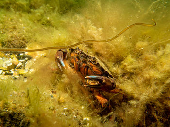 A close-up picture of a crab among seaweed