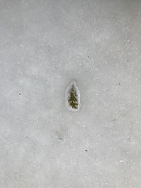 High angle view of starfish on sand