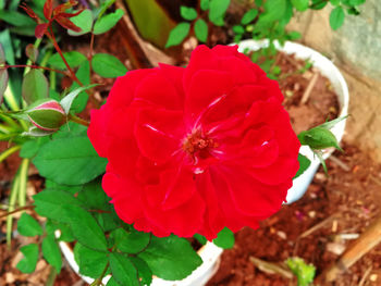 High angle view of red flowering plant