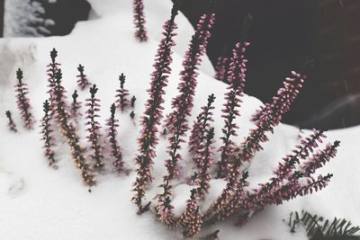 High angle view of flowering plant