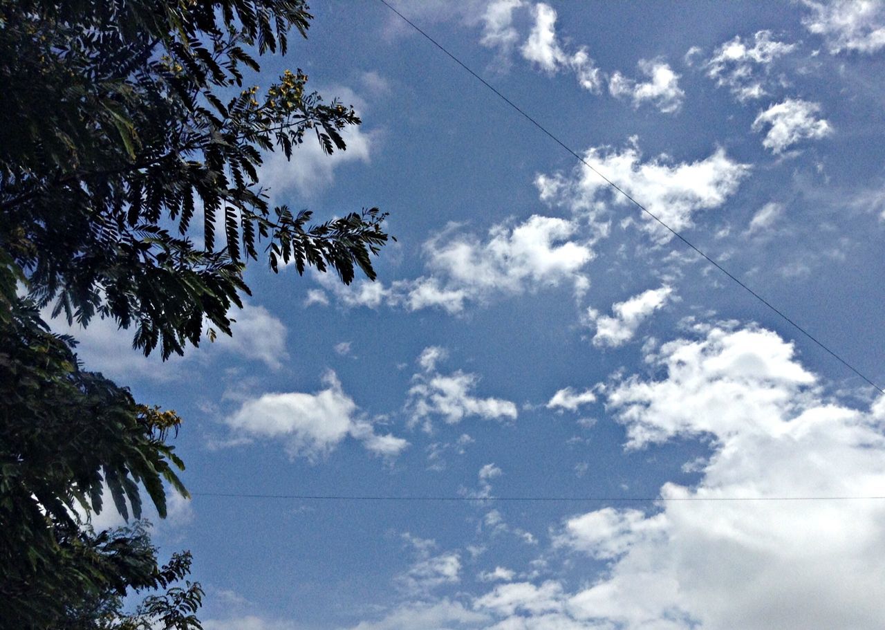 low angle view, sky, tree, cloud - sky, power line, cloud, cloudy, tranquility, nature, cable, beauty in nature, blue, branch, electricity, growth, day, scenics, outdoors, electricity pylon, tranquil scene