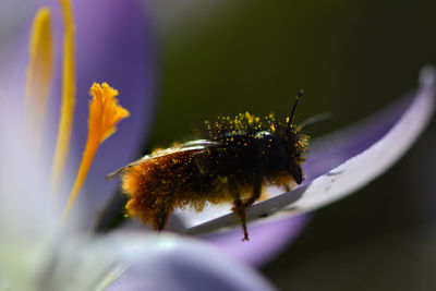 Close-up of insect on flower