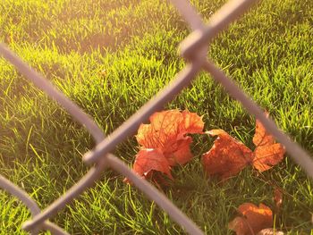 Plants growing on field seen through chainlink fence