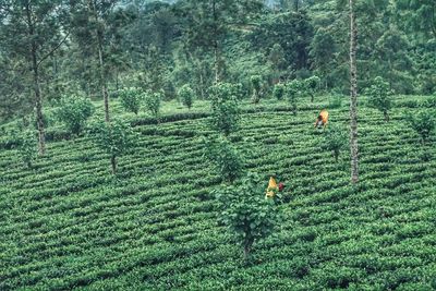 High angle view of rice paddy in forest