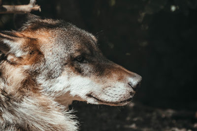 Close-up of dog looking away