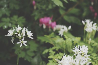 Close-up of white flowering plant