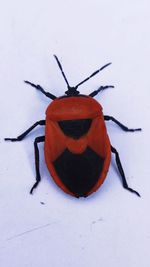 High angle view of insect in snow