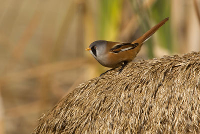 Close-up of a bird