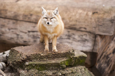 Portrait of fox on rock