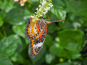 Close-up of butterfly pollinating flower