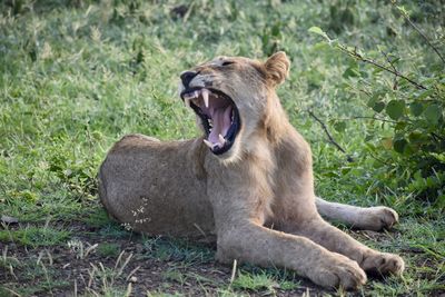 Close-up of a cat yawning