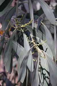 Close-up of flowering plants