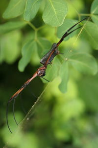 Close-up of insect on leaf