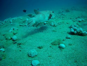 Fishes swimming in sea