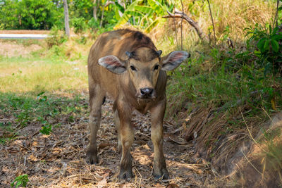 Portrait of an animal