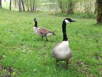 Ducks on a field