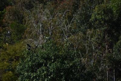 View of trees in forest