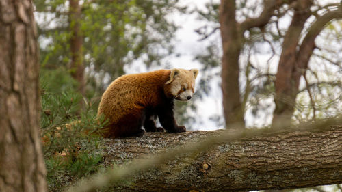 Red panda in atree