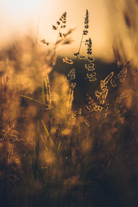 Close-up of plants growing on field against sky