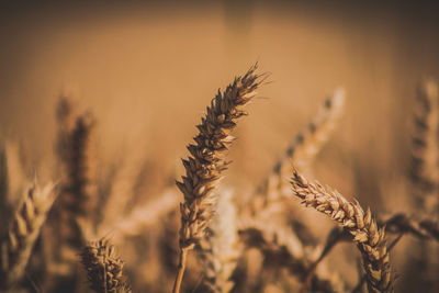 Close-up of stalks against blurred background