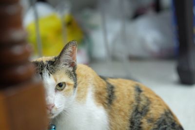 Close-up portrait of a cat looking away