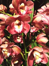 Close-up of pink flower