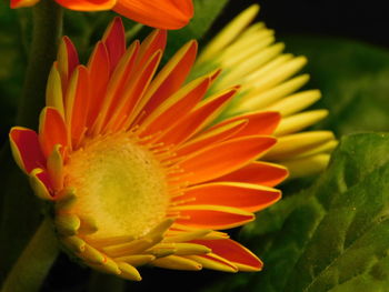 Close-up of orange flower