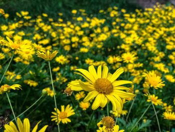 Close-up of fresh yellow flowers blooming in field