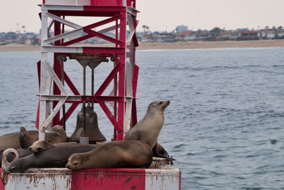 View of an animal on sea