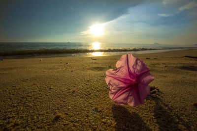 Close-up of flower on beach against sky during sunset