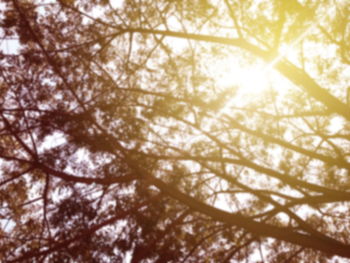 Low angle view of trees against sky