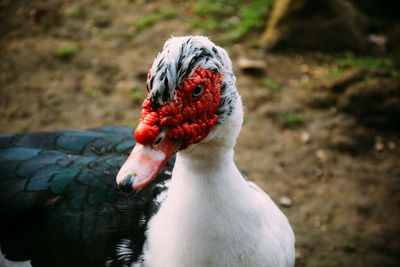 Close-up of muscovy duck on field