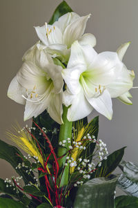 Close-up of white flowers blooming outdoors