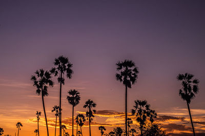 Low angle view of palm trees against sky during sunset