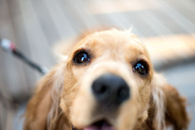 Close-up portrait of dog