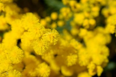 Close-up of yellow flowers