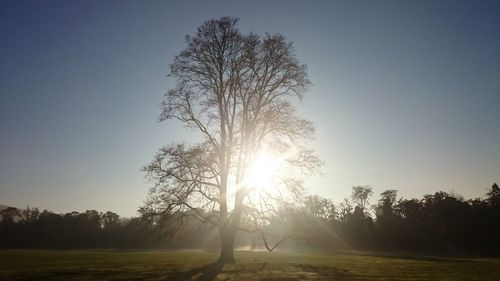 Sunlight streaming through trees on field against sky