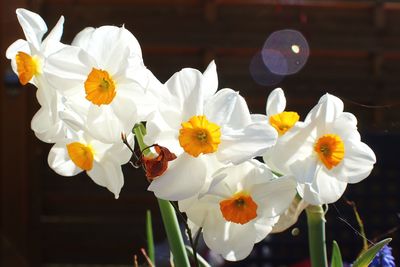 Close-up of white daffodil flowers