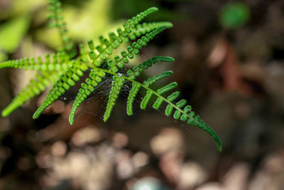 Close-up of fern outdoors