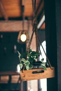 Green loach plant in handing wooden box against black wall decorate the interior. handmade