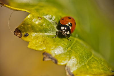 Close-up of insect on leaf