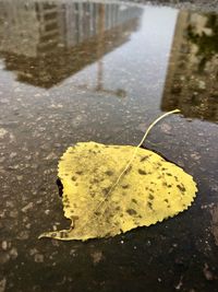 High angle view of wet leaves on street during rainy season