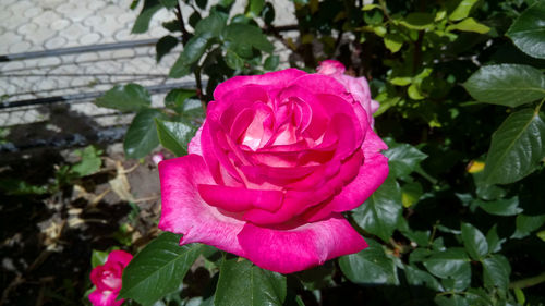 Close-up of pink rose blooming outdoors