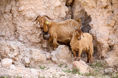 Goat standing on rock