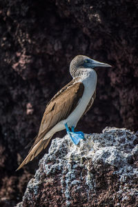 Blue-footed booby on rock formation